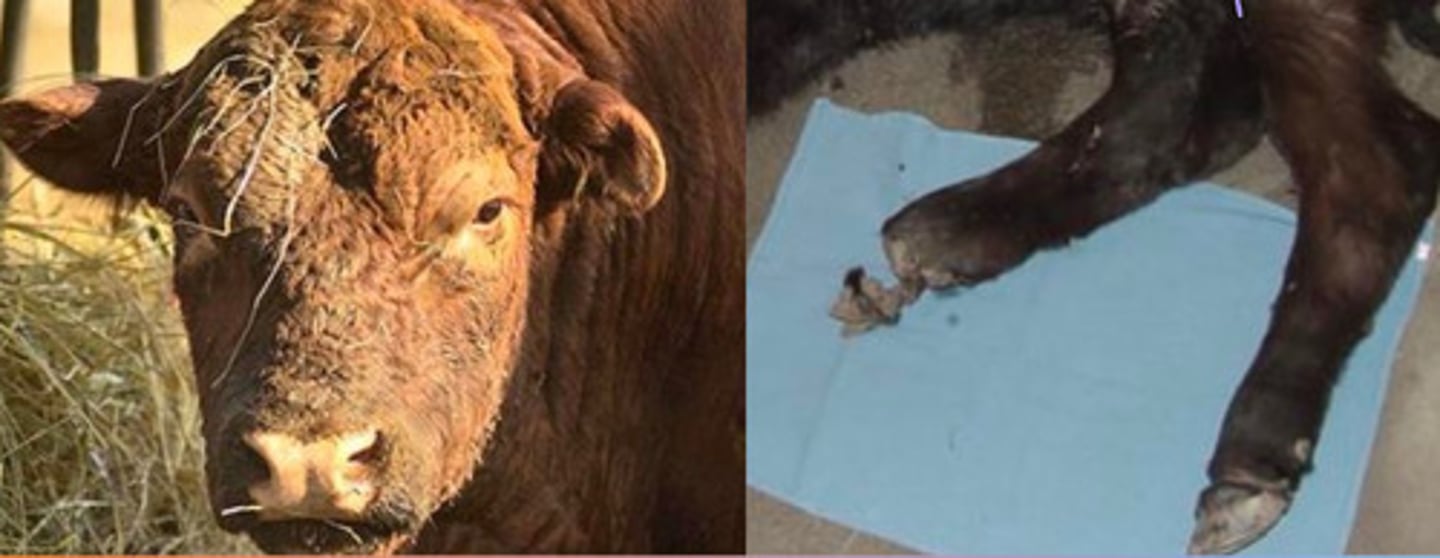 <p>A calf is born during february. It presents lame. This is what you see. Thoughts?</p>