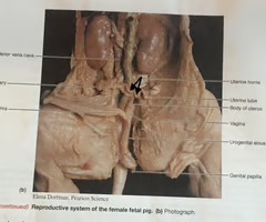 <p>What is the arrow pointing to? What’s it function? </p>