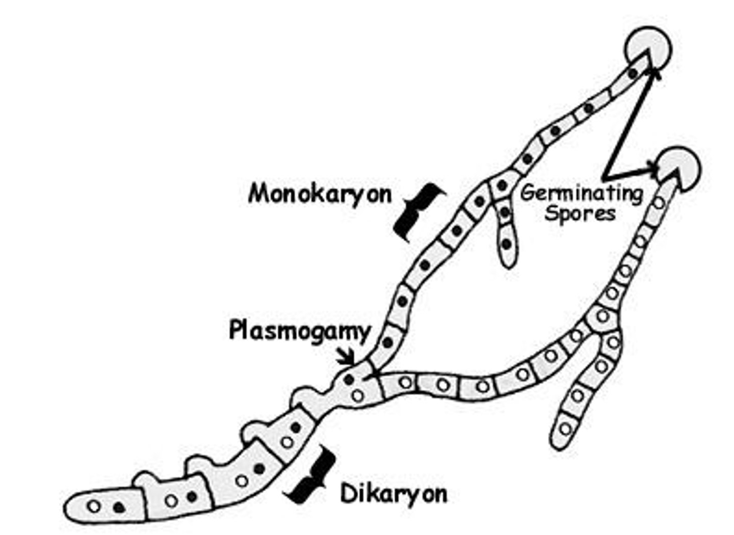 <p>dikaryon</p>