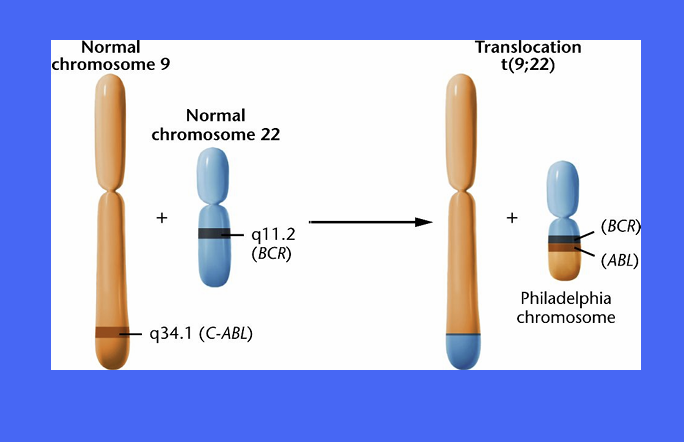 <p>The BCR-ABL gene found on the Philadelphia Chromosome, a piece of genetic material seen in Chronic Myelogenous Leukemia caused by the translocation of pieces from chromosomes 9 and 22. • </p><p>Bcr-Abl codes for a <strong>receptor tyrosine kinase</strong>, which is constitutively active, leading to uncontrolled cell proliferation</p>