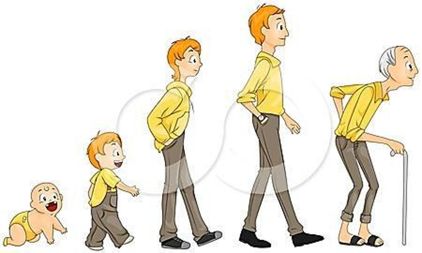 <p>Aging is a process that moves from birth to death and includes maturation through wisdom.</p>