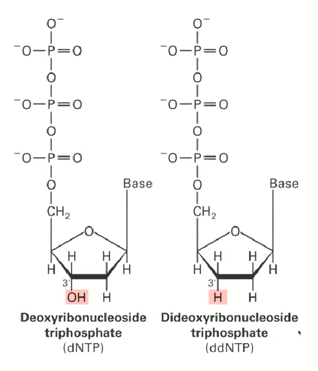 <p>ddNTP is missing the 3’ hydroxyl group (OH), it has a hydrogen instead</p><p>we need the hydroxyl group to extend the chain in the DNA sequence, so if a ddNTP, which lacks a hydroxyl, is attached, the chain will not extend further.</p>
