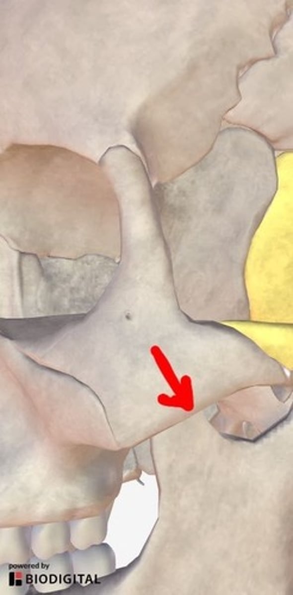 <p>roughened, expanded inferior edge of the bone, extends from the zygomaticomaxillary to the temporozygomatic suture</p>
