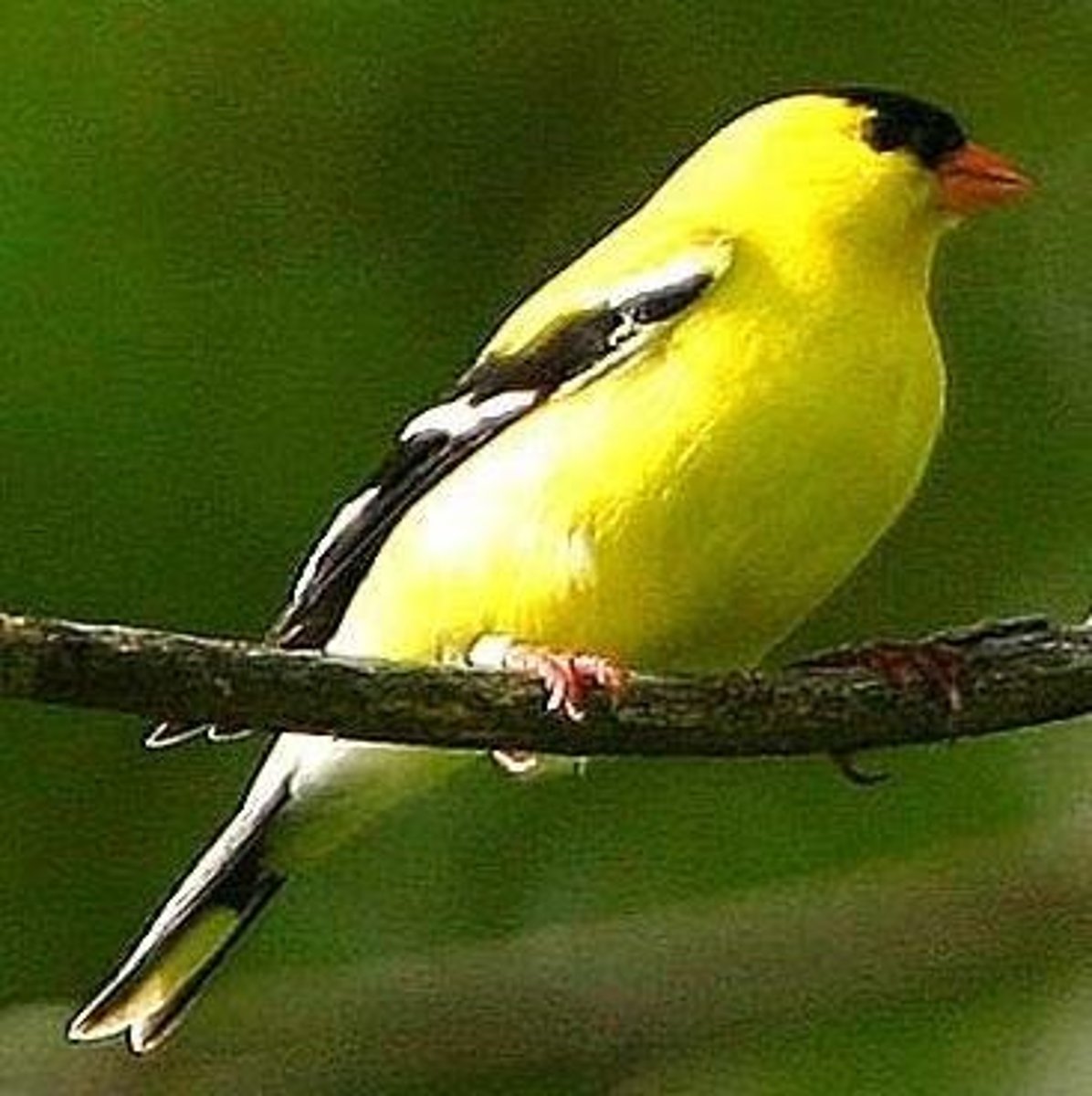 <p>American goldfinch, distinct species.</p>