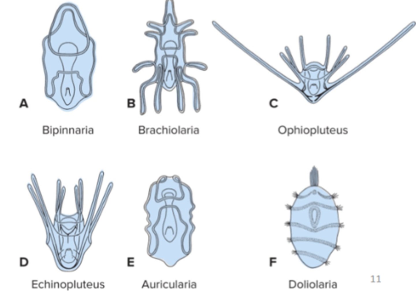 <p>Doliolaria</p>