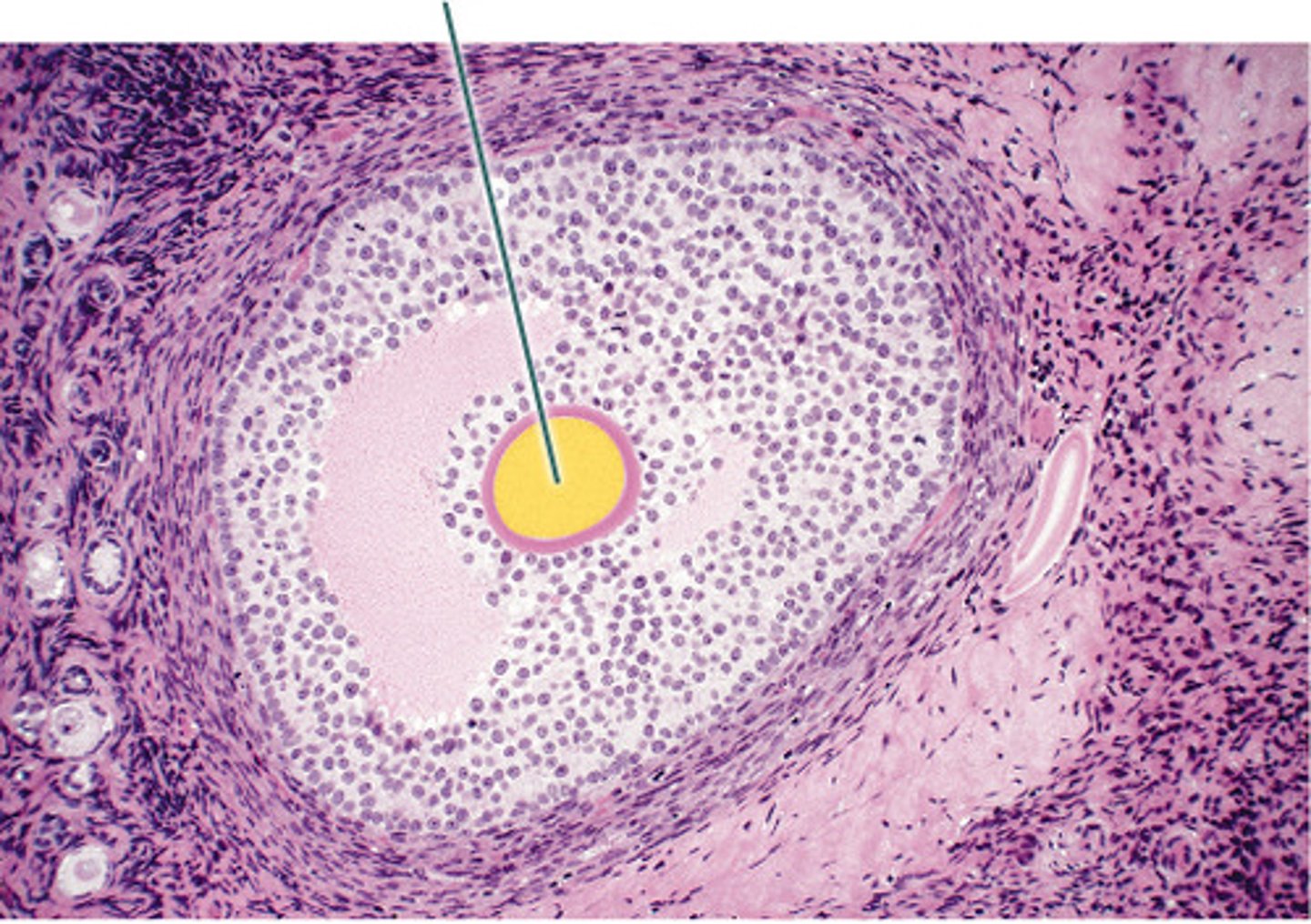 <p>oocyte</p>