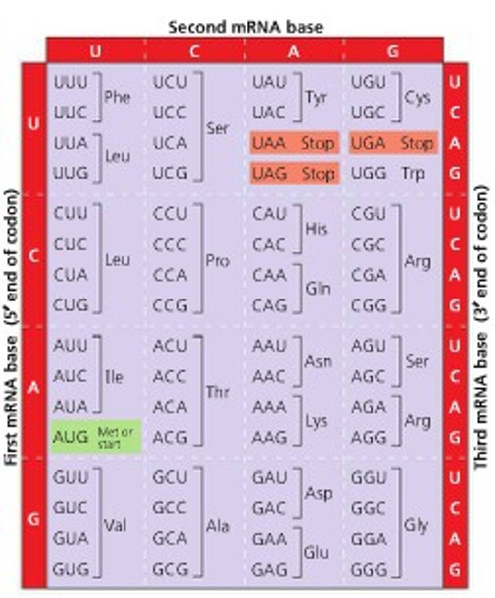 <p>shows all 64 codons with the amino acids they code for.</p>