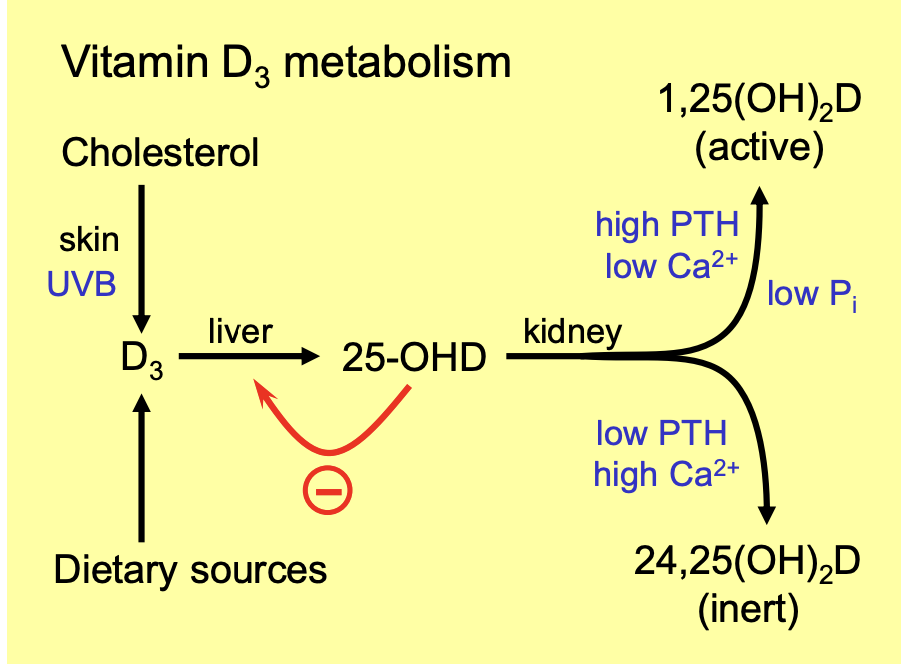 <ol><li><p>in specialised skin cells→ keratinocytes</p><ul><li><p>from cholesterol</p></li><li><p>In one step of synthesis: Secosteroid requires <strong>exposure</strong> to UVB light</p></li></ul></li><li><p>Obtained in diet</p><ul><li><p>dairy products and fish liver oils</p></li><li><p>Vegans→ supplement of the equivalent vit D2→ made of fungal sterol ergosterol</p></li></ul></li></ol><p></p><p><em>the strucutrue of Vit D3 is close to cholesterol</em></p>