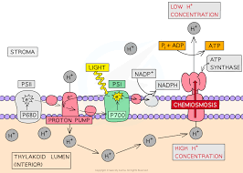 <p>1. Light is absorbed by photosynthetic pigments in the photosystems and converted to chemical energy</p><p></p><p>2. Photolysis of water</p><p></p><p>3. Photophosphorylation occurs - the production of ATP in the presence of light.</p><p></p><p>4. The formation of reduced NADP</p><p></p><p>5. The ATP transfers energy and the reduced NADP transfers hydrogen to the light-independent reaction</p><p></p><p>5. Also during this process H20 is oxidised to O2</p>