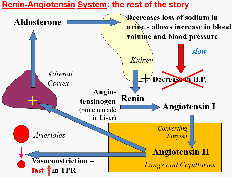 <p><strong>kidney</strong>: detects BP, when BP drops releases renin hormone</p><p><strong>renin</strong>: converts angiotensin (from liver) to angiotensin I</p><p><strong>converting enzyme</strong> (in lungs and capillaries): convert angiotensin I to angiotensin II</p><p><strong>angiotensin II</strong>: </p><ul><li><p><u>fast response</u>: constrict arterioles, increase resistance, increase BP</p></li><li><p><u>slow response</u>: promotes release of aldosterone from adrenal cortex</p></li></ul><p><strong>aldosterone</strong>: decreases loss of sodium in urine from kidneys</p><ul><li><p>blood volume increases → blood pressure increases</p></li></ul>