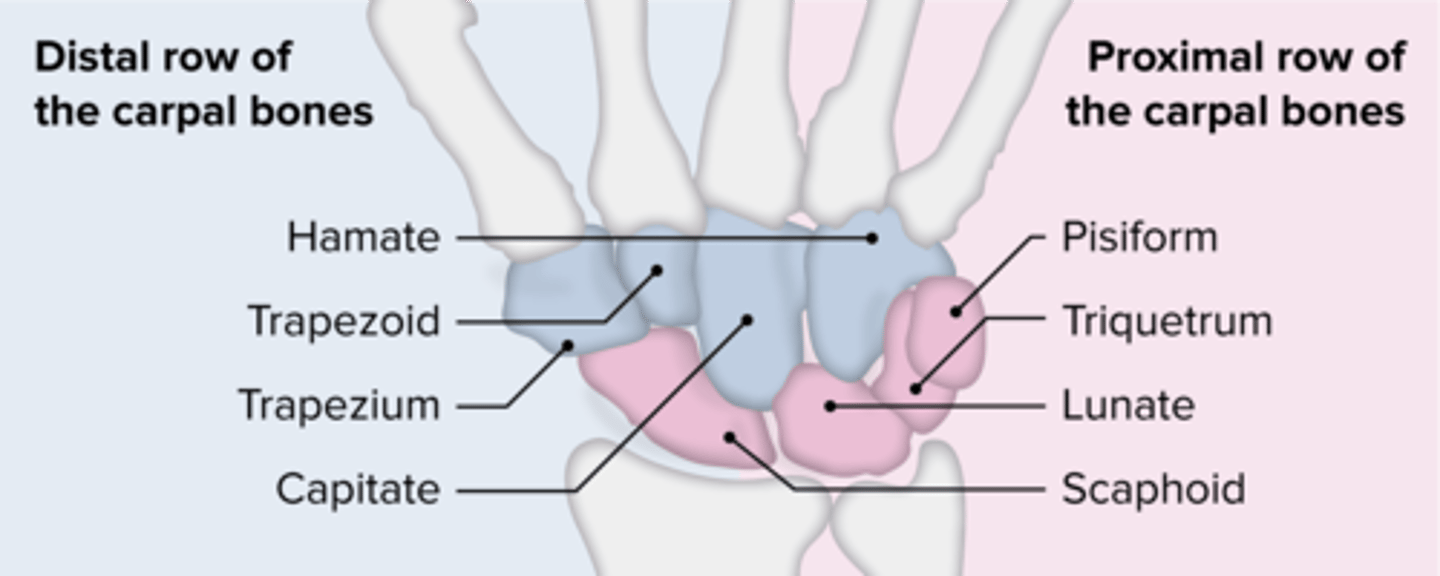 <p>Proximal to Distal carpals...</p><p>So Long To Pinky</p><p>Here Comes The Thumb</p>