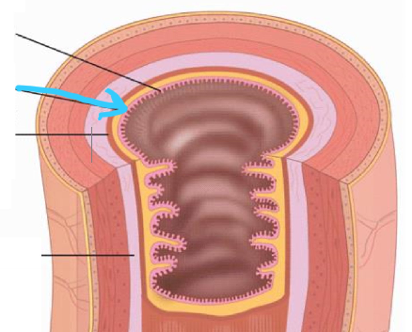 <p>mucosa connective tissue supporting the epithelium; contains lymphatic tissue (MALT)</p>
