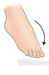 <p>Movement term for foot</p>