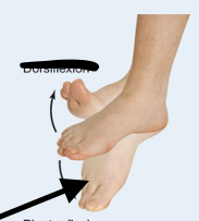 <p>Plant your toes </p>