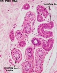 Is the gland endocrine or exocrine?