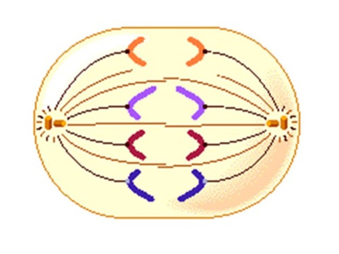 <p>phase of mitosis where the chromosomes are pulled APART to opposite ends of the cell by the spindle fibers</p>