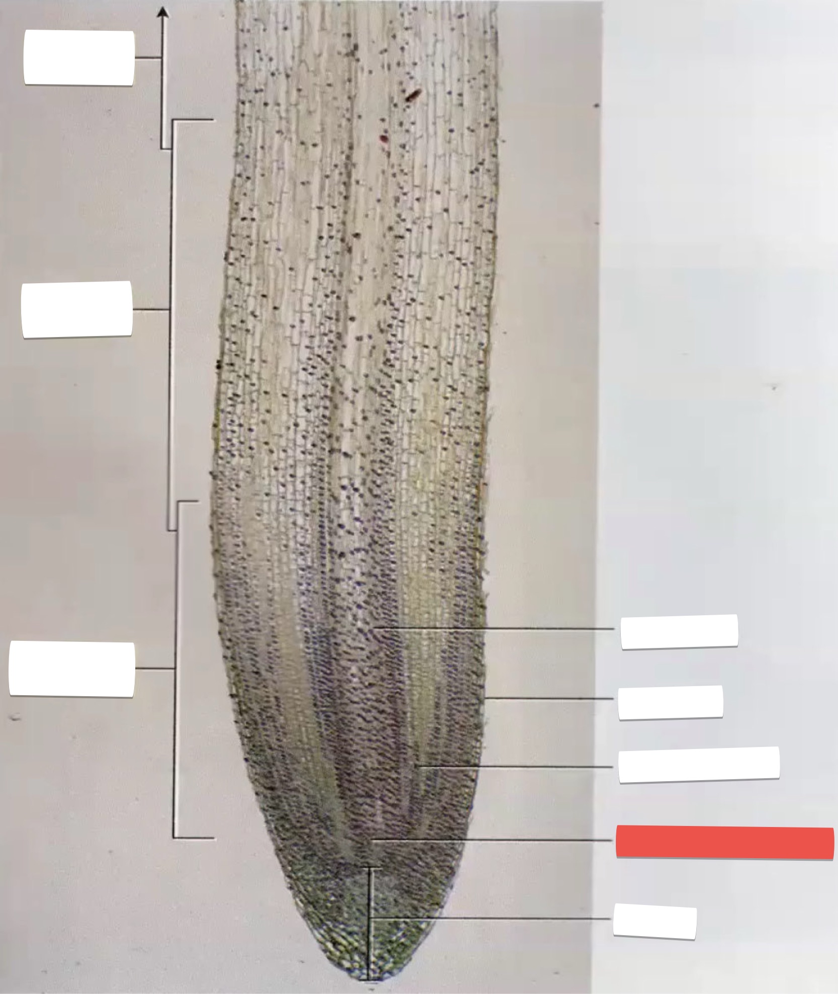 <p>identify the part in red</p>