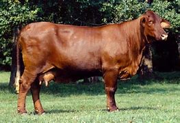 Composite breed

Origin: US (King Ranch)

Color: dark red

5/8 Shorthorn and 3/8 Brahman

hardiness and heat tolerance

marbling and earlier maturing