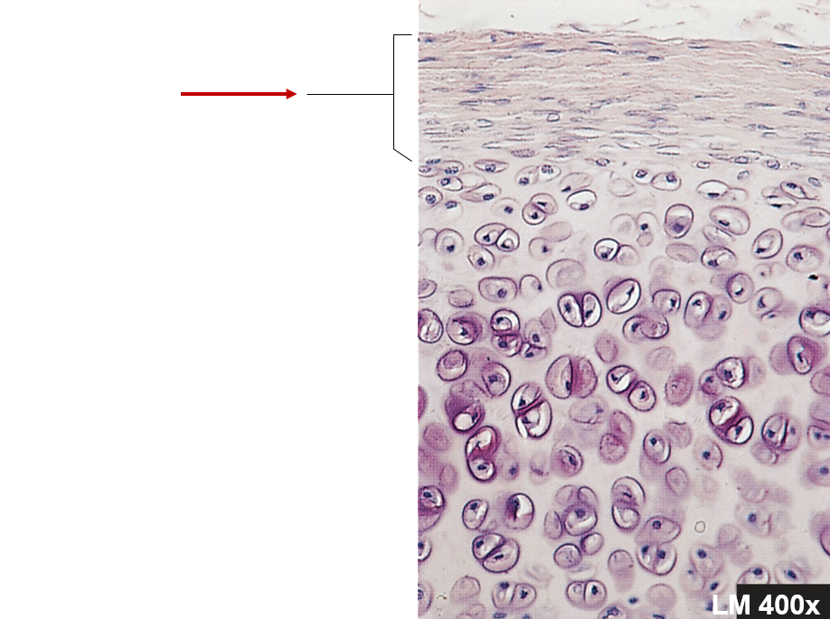 <p>Double-layered C.T. sheath, covers cartilage except at articulations</p>