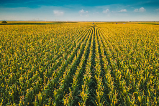 <p>corn field</p>