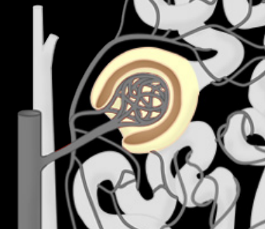 <p>What is the layer of skin that is in the endothelium of the Glomerulus </p>
