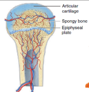 <p><span>The hyaline cartilage that covers the epiphyses becomes the articular cartilage. Prior to adulthood, hyaline cartilage remains between the diaphysis and epiphysis as the epiphyseal (growth) plate, the region responsible for the lengthwise growth of long bone</span></p>