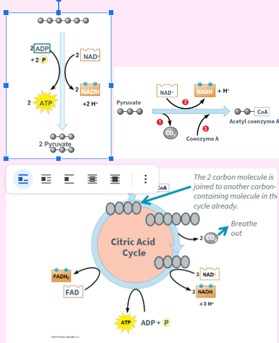 knowt flashcard image