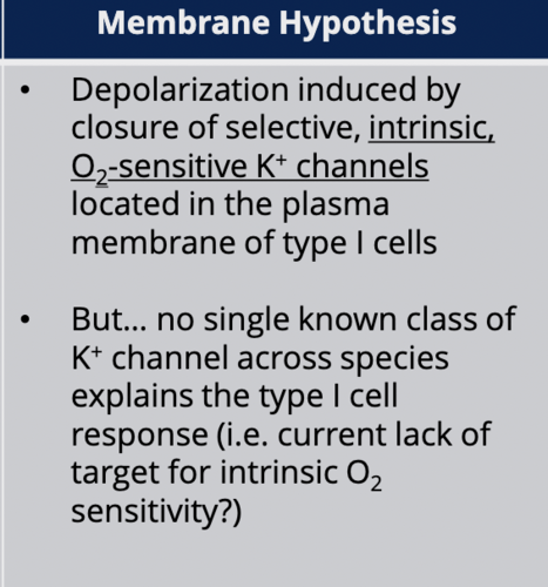 <p>Closure of O2-sensitive K⁺ channels causes depolarization.</p><p>- not maintained between species</p>
