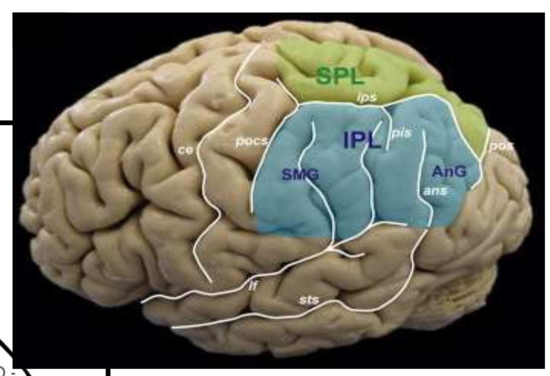 <p>What is IPL?</p>