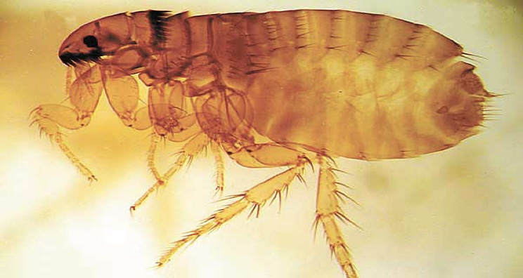 <p>what kind of flea</p>