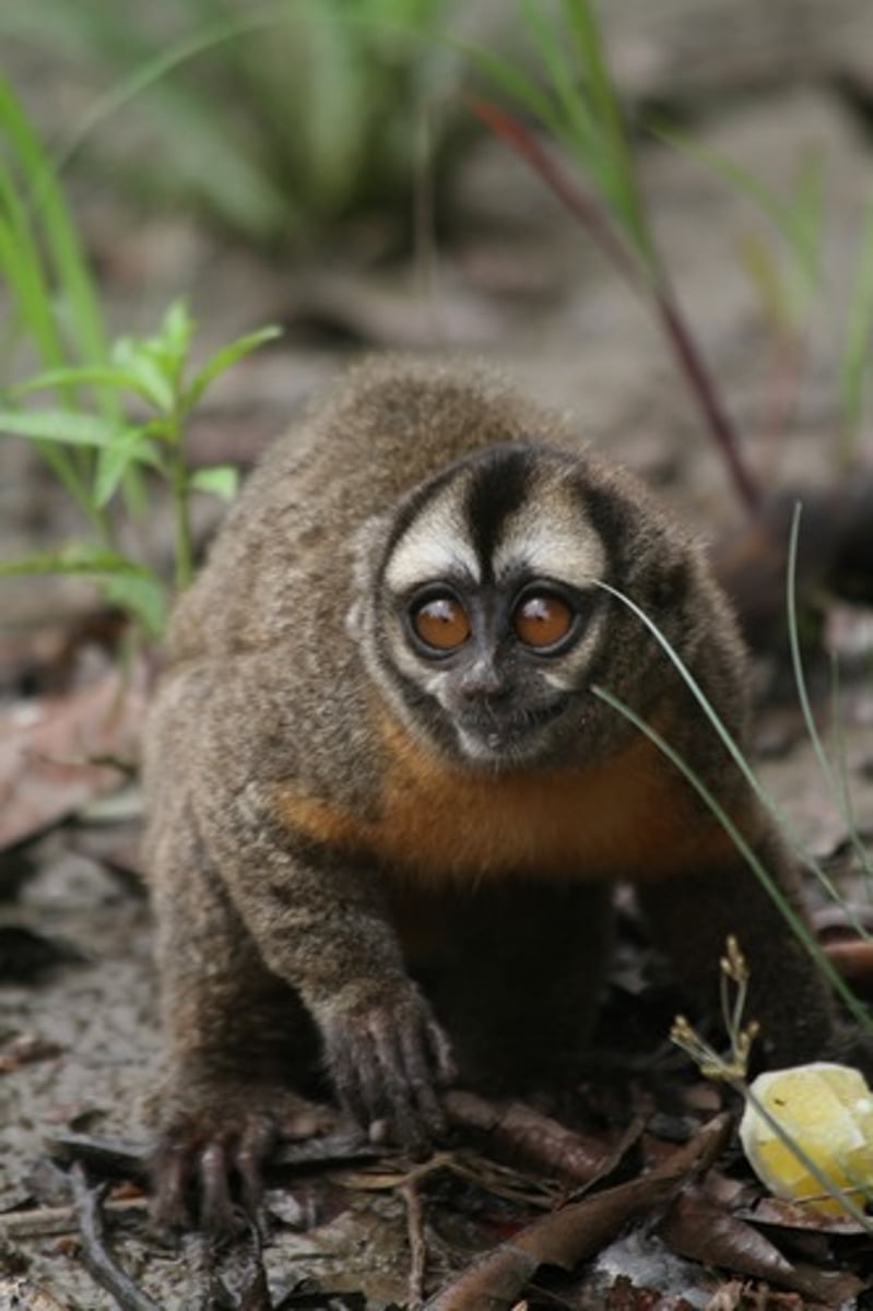 <p>Panamanian Night Monkey, all aotus CITES II</p>