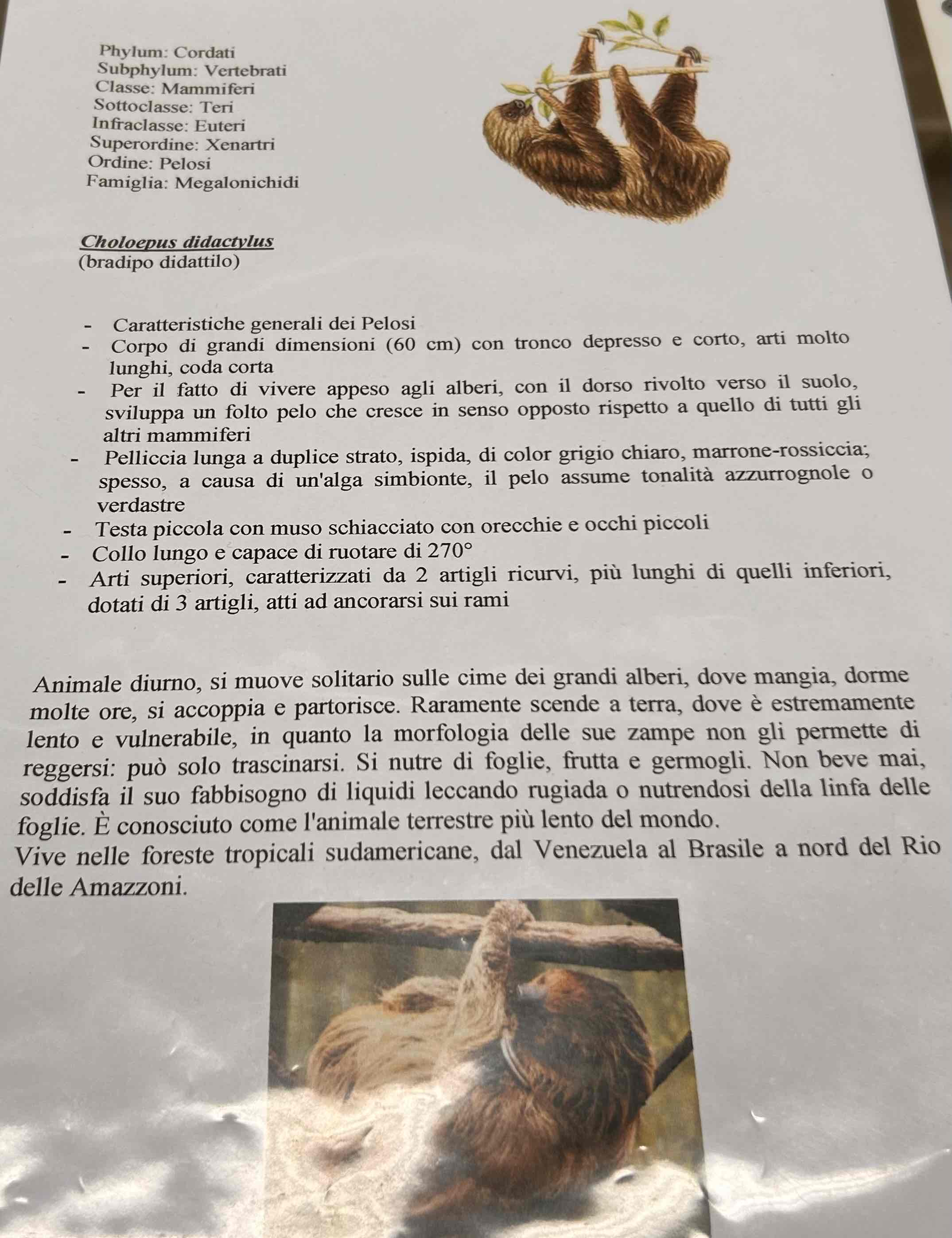 <p>Cordati</p><p style="text-align: start">Vertebrati</p><p style="text-align: start">Gnatostomi</p><p style="text-align: start">Tetrapodi</p><p style="text-align: start">Mammiferi</p><p style="text-align: start">Eutheria</p><p style="text-align: start">Pilosa</p><p style="text-align: start">Choloepus didactylus (bradipo didattilo)</p>