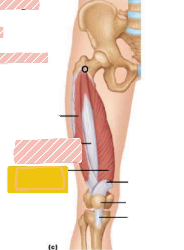 <p>Anterior leg (above knee) - DEEP</p>