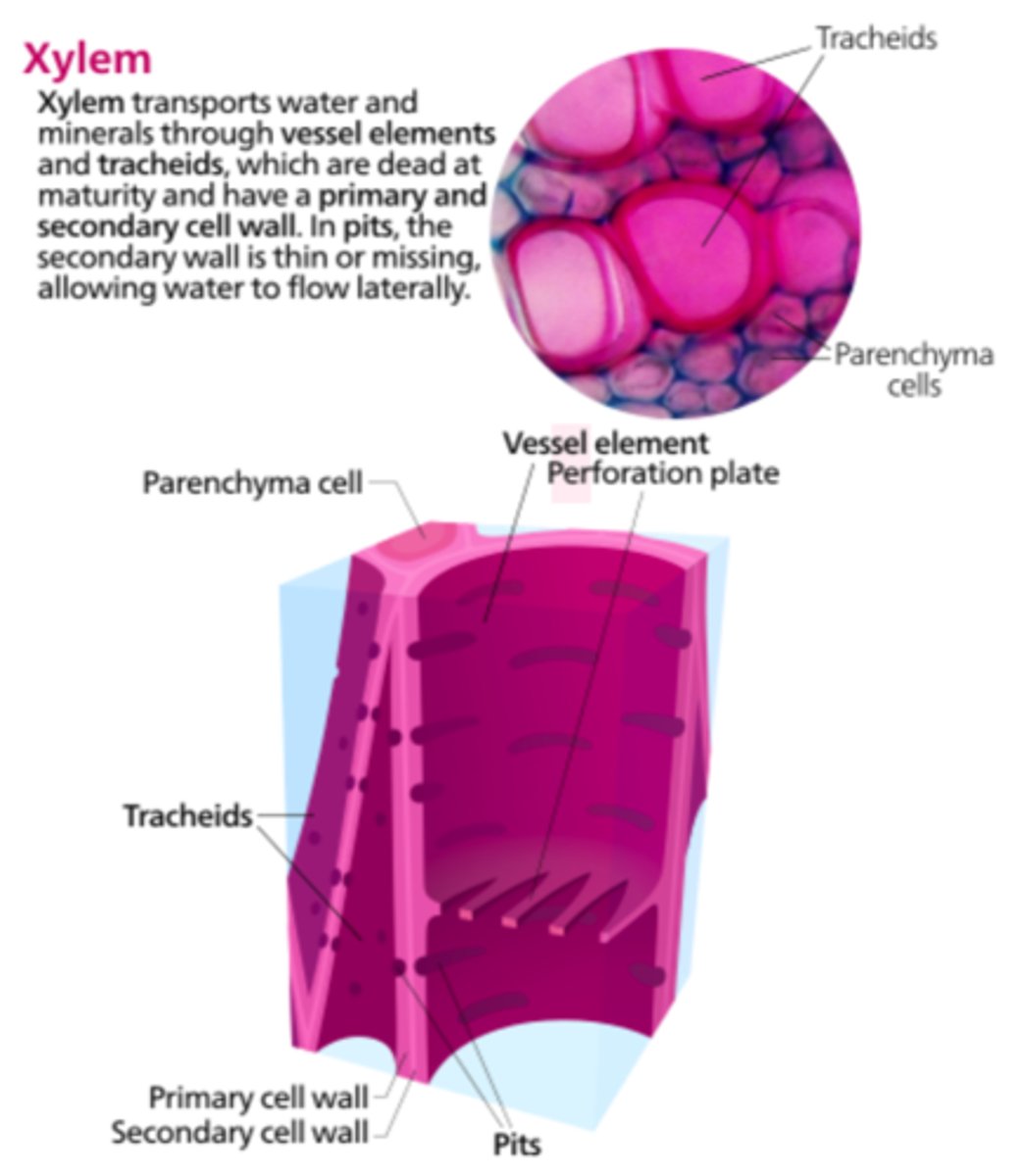 <p>xylem</p>