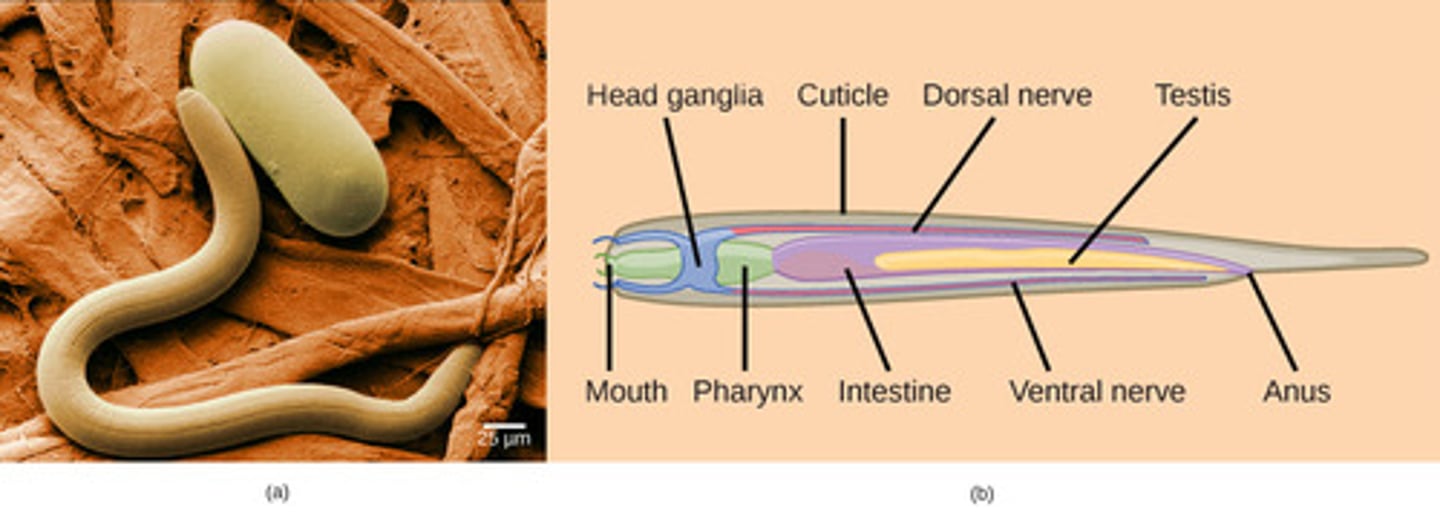 <p>anterior brain <br>(nerve ring) with <br>peripheral nerves</p>