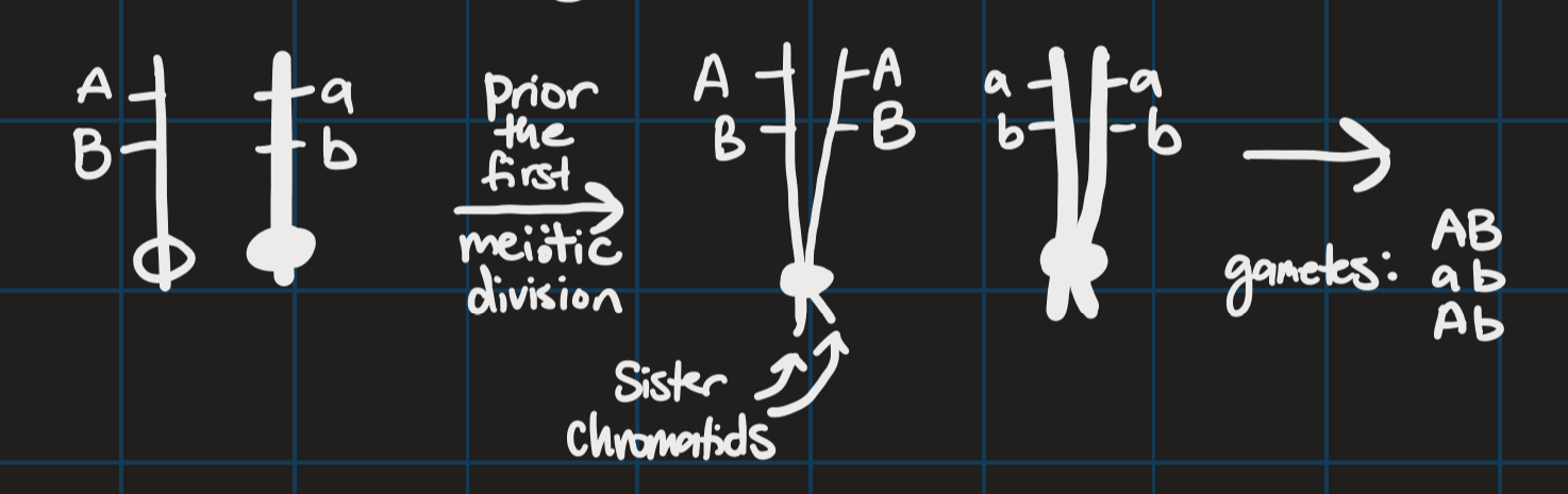 <p>any chromosome other than sex chromosome  2 genes located on same chromosome (and close)</p><ul><li><p>2 or more genes being carried on same autosome</p></li></ul>