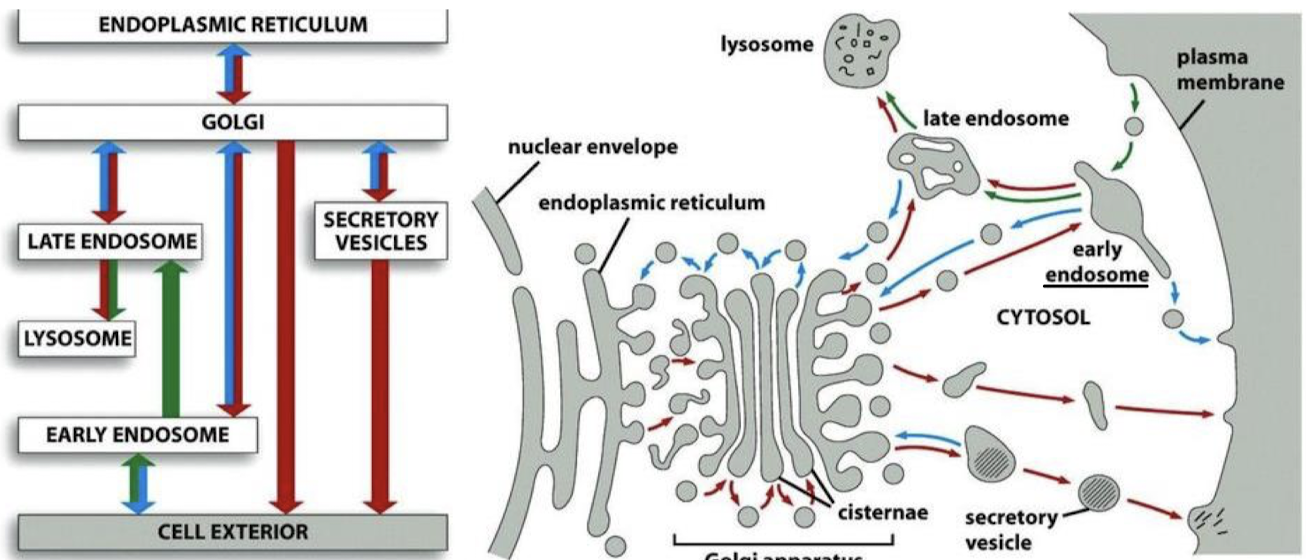 <p>From ER to the Golgi. Exported out of the Golgi to either a late endosome, early endosome, secretory vesicles, or to the cell exterior directly. Late endosomes export to the lysosome and secretory vesicles export to the cell exterior. </p>