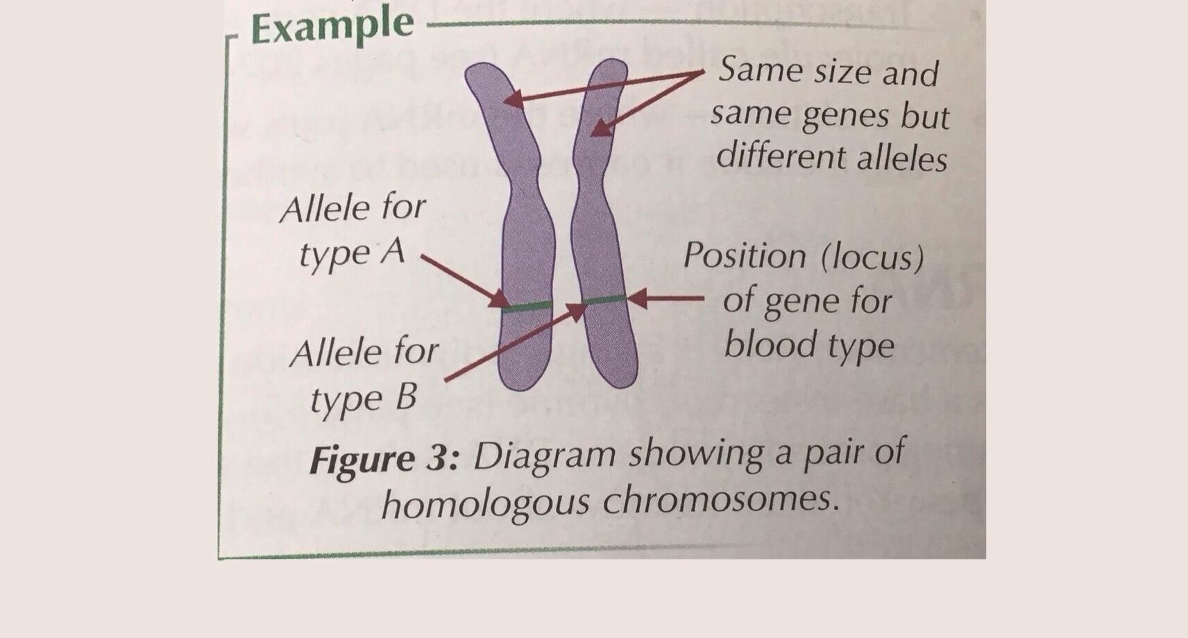 <p>Different forms of the same gene. </p><p>In a homologous pair alleles coding for the same characteristic e.g eye colour have the same locus (location). </p>