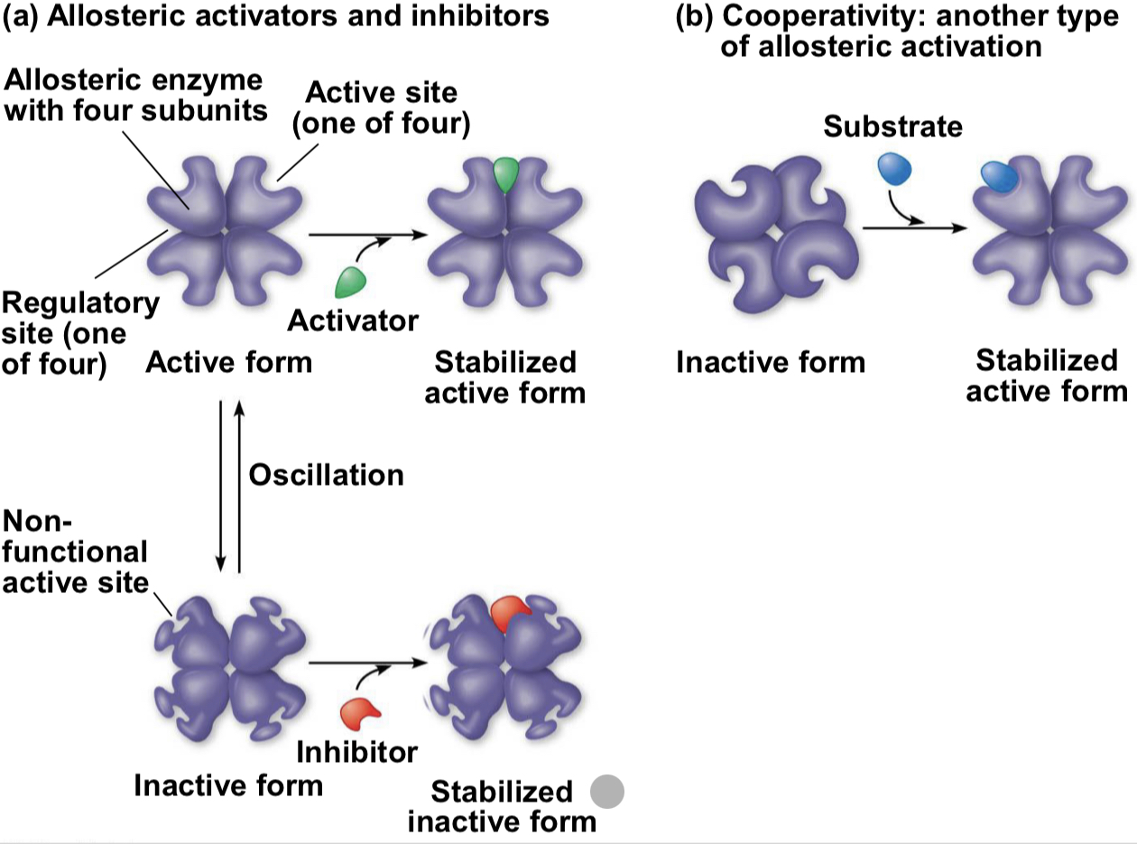 <p>may either inhibit or stimulate an enzymes activity</p><p>allosteric regulation occurs when a regulatory molecule binds to a protein at one site and affects the proteins function at another side</p>