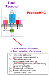 <ul><li><p>Antigen must be processed, with peptides present in the context of MHC for recognition</p></li><li><p><strong>Fab region</strong> contains <strong>immunoglobulin folds </strong></p></li><li><p>Effector Mechanism: Mediated by <strong>cell-to-cell</strong> contact or local secretion of <strong>cytokines</strong></p></li><li><p>These receptors mediate their effects locally → don’t need to make secreted forms of the receptor </p></li></ul><p></p>
