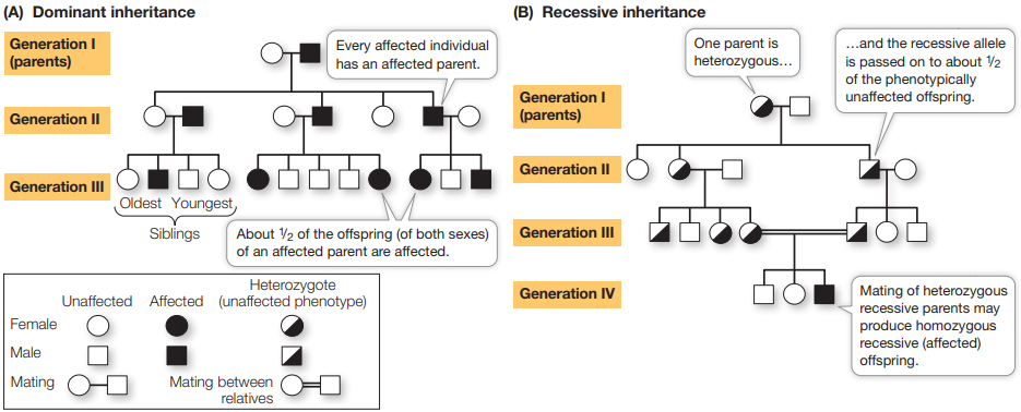 <ul><li><p>Dominant traits do not skip a generation- about half offspring of one affected parent are affected</p></li><li><p>A recessive trait can skip generations, as parents can be heterozygous and be carriers without exhibiting the trait - only small proportion affected</p></li></ul><p></p>