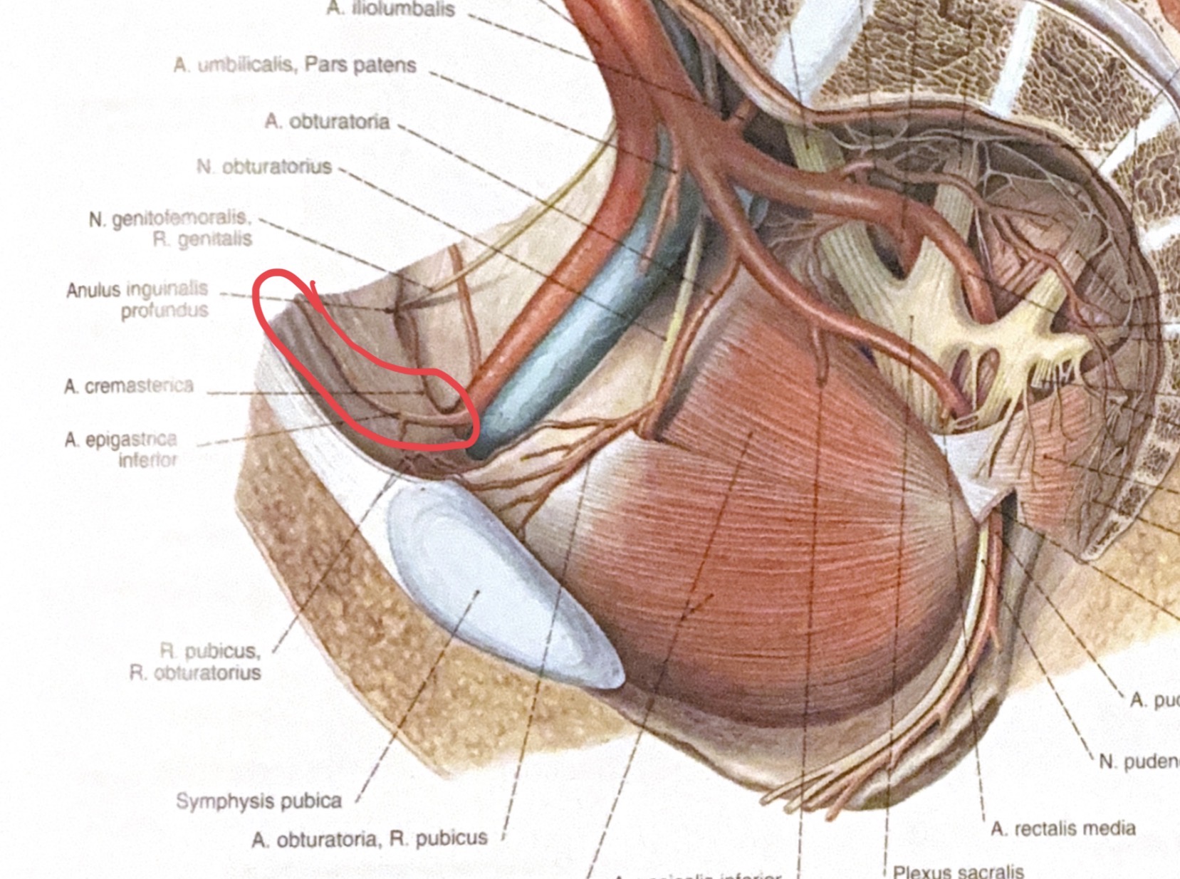 <p>a.epigastrica inferior</p>