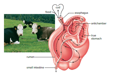A ruminant’s stomach.