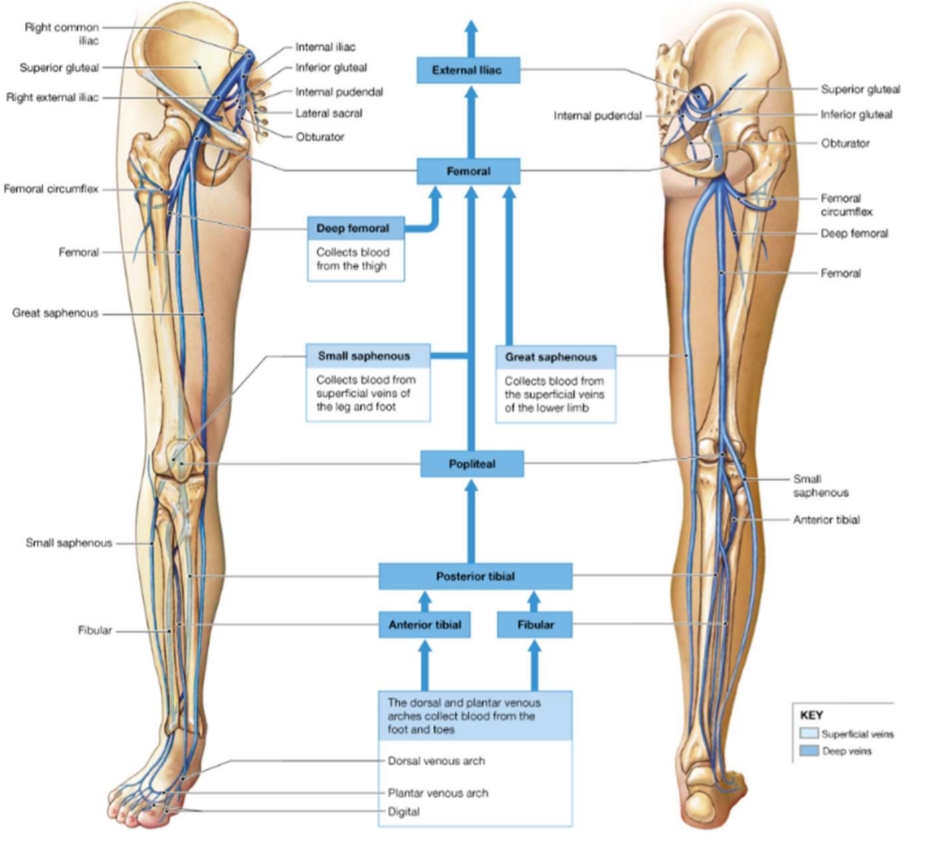 <p>Inferior Vena Cava (Lower Limb Drainage)</p>