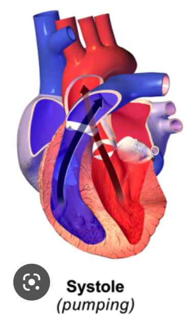 <p><strong>Systolic pressure</strong></p><ul><li><p>arterial BP at its <strong>______</strong>, when the heart contracts during ventricular systole</p><ul><li><p>Each contraction spikes BP and stretches ______ walls, cause them to bulge, which is the pulse we feel</p><ul><li><p>Felt on the inner wrist</p></li><li><p>Pressure surge partly due to narrow openings of arterioles impeding exit of blood from arteries</p></li><li><p>Blood enters ____ than it can leave, so vessels stretch wider due to increased BP</p></li></ul></li></ul></li></ul>