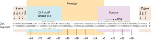 <p><span>Promotor vsebuje vezavno mesto za aktivatorski protein CAP z vezanim cAMP. Njegova naloga je aktivacija transkripcije. Operatorska regija pa je namenjena vezavi represorske molekule - LacI. Na promotorsko regijo pa se veže RNA polimeraza.</span></p>
