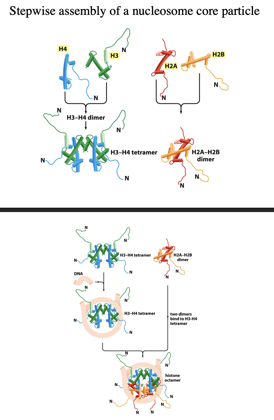 <ol><li><p>Handshake motif od H2A and H2B (twise to make two dimers)</p></li><li><p>Handshake motif of H4 and H3 (twice to make two dimers)</p></li><li><p>H3-H4 dimers binds to make H3-H4 tetramer</p></li><li><p>This attracts the DNA and its force around tetramer (knuckeles and fingers are in contact)</p><ul><li><p>molecular velcro</p></li></ul></li><li><p>two H2A-H2B dimers bind</p></li><li><p>Histone octomer is made</p></li><li><p>NEXT  adjacent nucleosomes connect with DNA linker</p></li></ol><p></p>