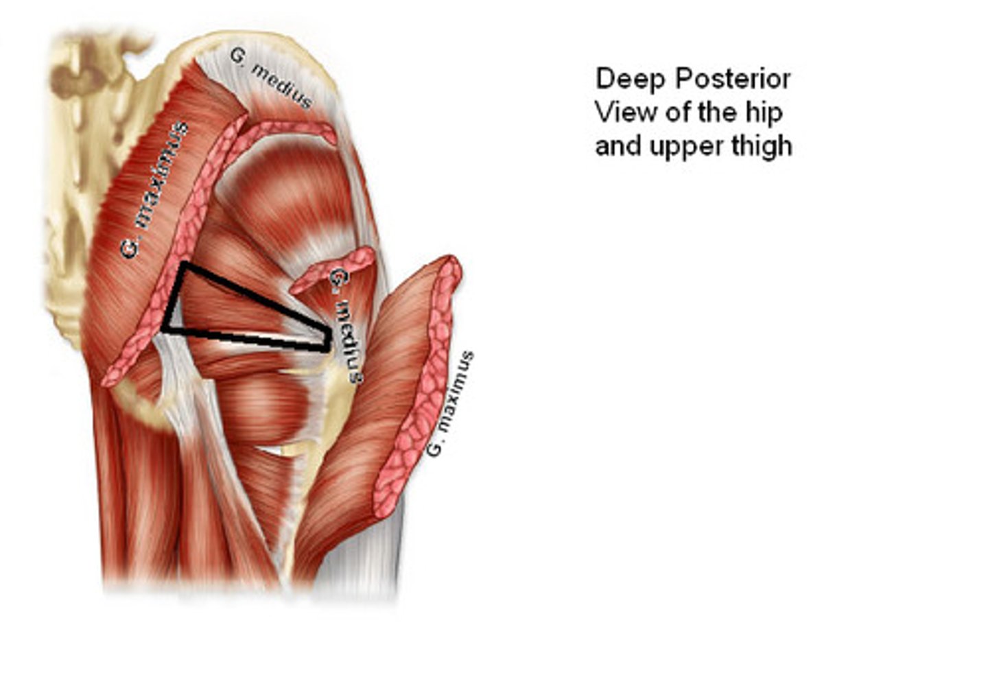 <p>Origin: Ischial Spine</p><p>Insertion: Greater Trochanter</p><p>Action: Adducts, extends and rotates hip</p>