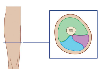 <p>What compartment is green?</p>