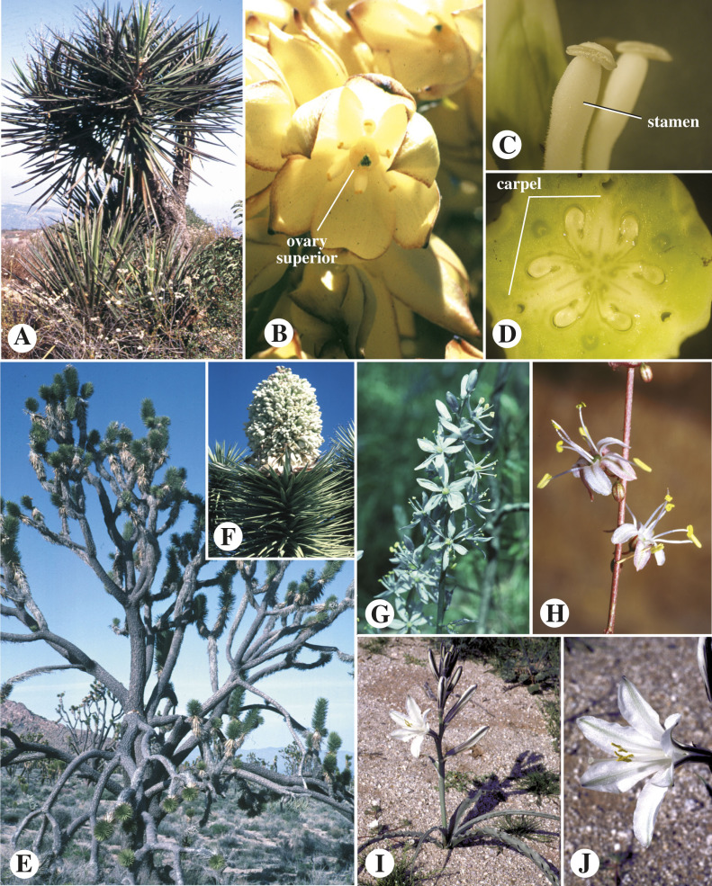 lots of variation, but often with central stalk, basal leaves and rooting from bulbs or corms
-ex: hosta spp, yucca spp